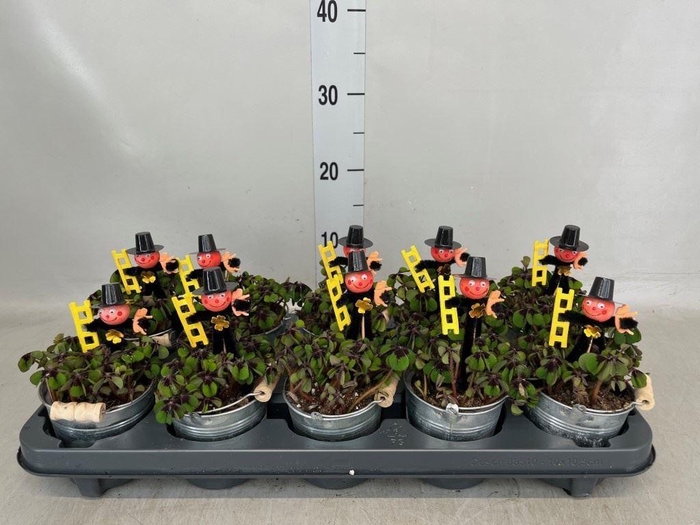 <h4>Oxalis deppei</h4>