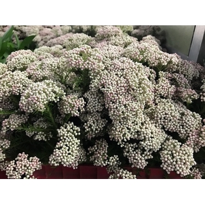 Greens - Rice Flower Light Pink