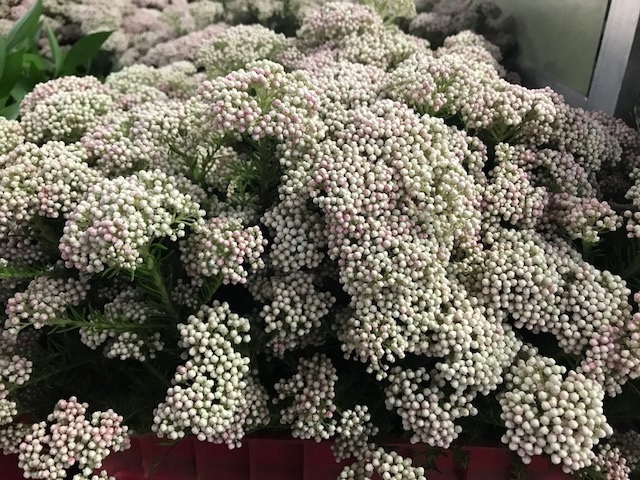 <h4>Greens - Rice Flower Light Pink</h4>