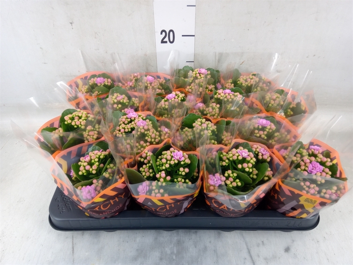 <h4>Kalanchoe blos. 'Calandiva Zeta'</h4>