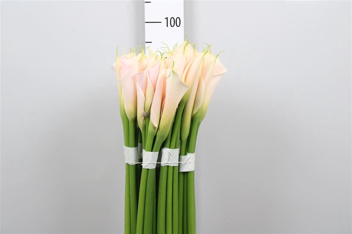 <h4>Zant Ae Eydolls Salmon</h4>