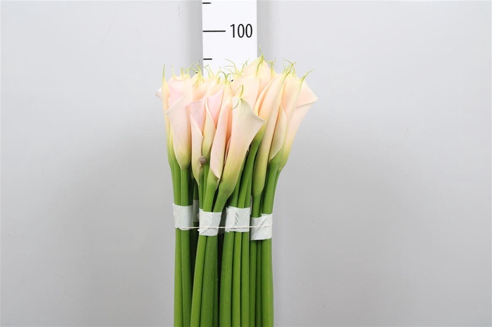 <h4>Zant Ae Eydolls Salmon</h4>