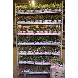 Fuchsia B F Mixk 1 Klr Per Tray