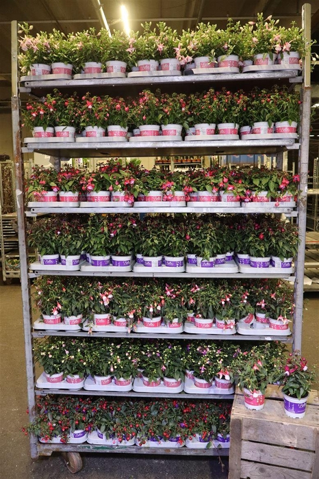 <h4>Fuchsia B F Mixk 1 Klr Per Tray</h4>