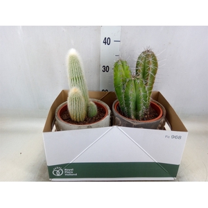 Cactus   ...