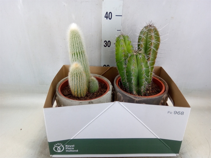 <h4>Cactus   ...</h4>