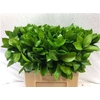 Ruscus