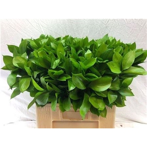 Ruscus Hypophyllum