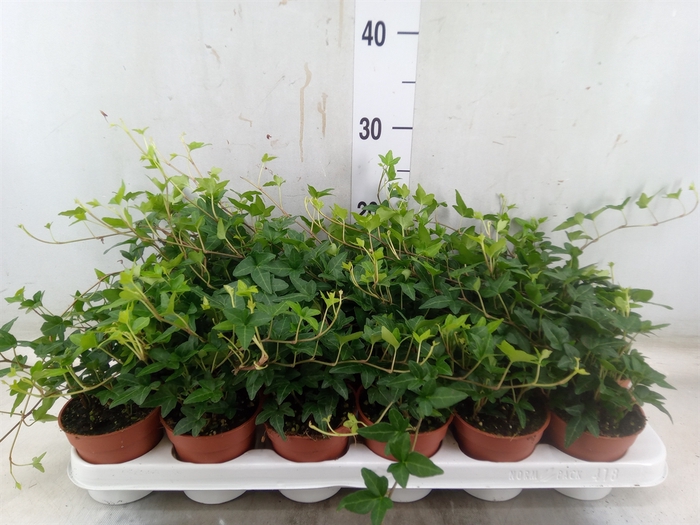 <h4>Hedera helix 'Shamrock'</h4>
