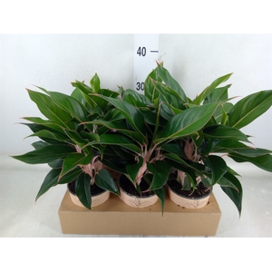 Aglaonema   ...
