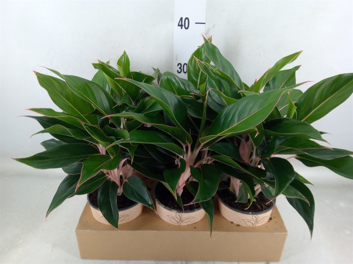 <h4>Aglaonema   ...</h4>
