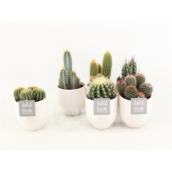 <h4>Cactus Mix in Liv keramiek</h4>