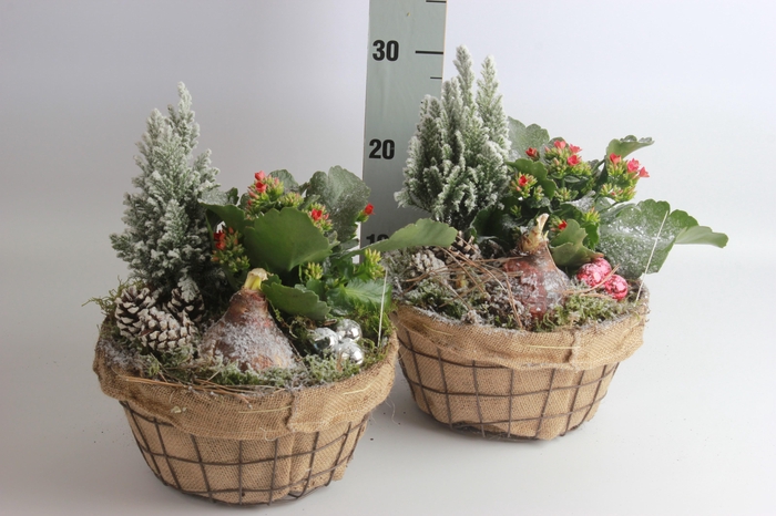 <h4>ARR HIPPEASTRUM</h4>