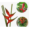 HELICONIA BIHAI