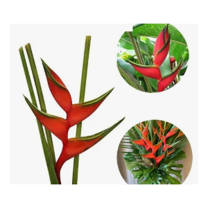 HELICONIA BIHAI