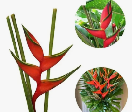 <h4>HELICONIA BIHAI</h4>