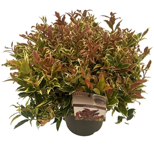 Leucothoe 'Fire Star' ® sense