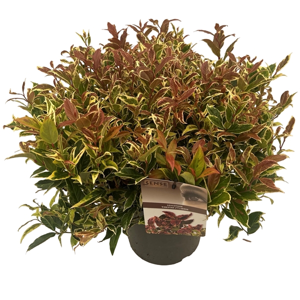 <h4>Leucothoe 'Fire Star' ® sense</h4>