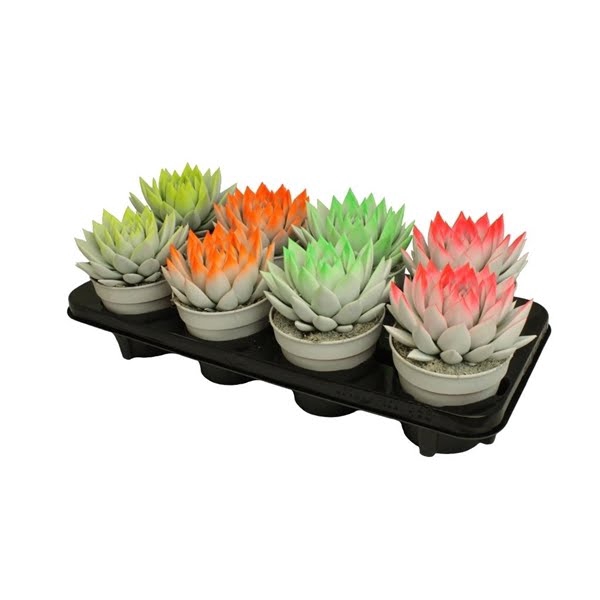 <h4>Echeveria bicoloured neon mix</h4>