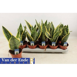 SANSEV FUTURA SUPERBA P12