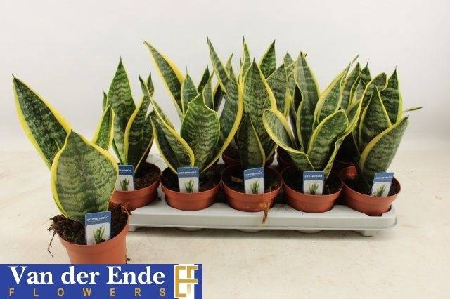 <h4>SANSEV FUTURA SUPERBA P12</h4>