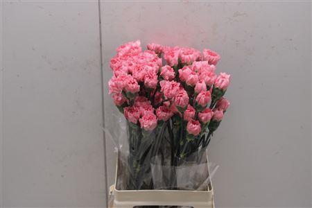 <h4>Di St Cherry Girl</h4>