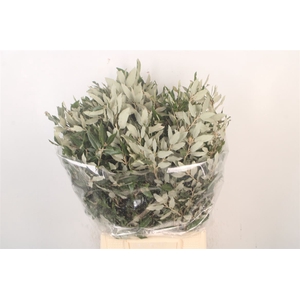 Steeneik Per Bunch