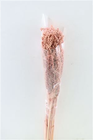 Dried Sorghum 6pc Nude Pink Bunch