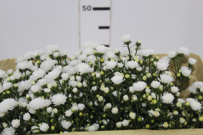<h4>ASTER MARIANA 050 CM</h4>