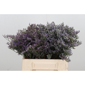 Limonium Crystal Dark Blue