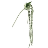Amaranthus Green