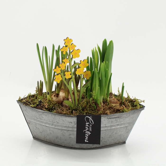 <h4>BLCR-2617 Bulbs creations</h4>