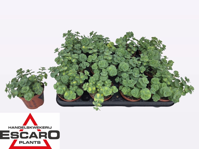 arr8 Sedum Si Mediovarieg