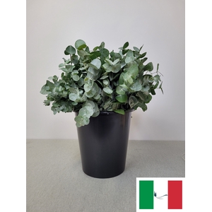 EUC CINEREA PER STEEL -IT-