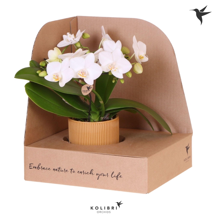 <h4>Kolibri Orchids Phalaenopsis Halo white in Flare pot ocher in showbox</h4>