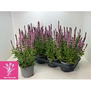 SALVIA NE SE DP ROSE