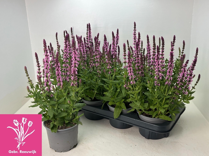 <h4>SALVIA NE SE DP ROSE</h4>