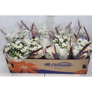 CRISANTEMO BOLA BELGA P11 BRANCO