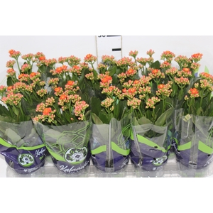 KALANCHOE DOBRADO P11 LARANJA