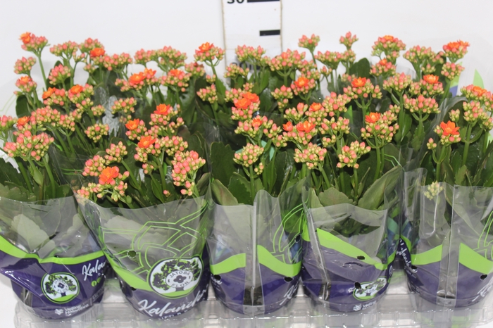 <h4>KALANCHOE DOBRADO P11 LARANJA</h4>