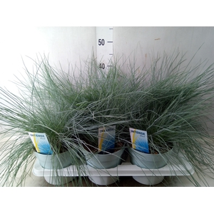 Festuca glauca 'Intens Blue'