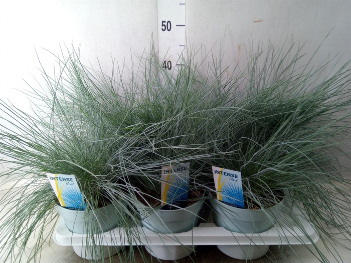 <h4>Festuca glauca 'Intens Blue'</h4>