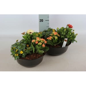 ARR TUINPLANTEN
