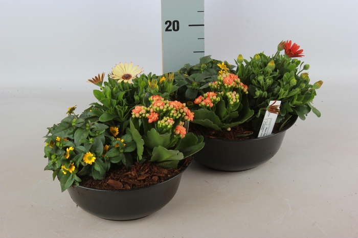 <h4>ARR TUINPLANTEN</h4>