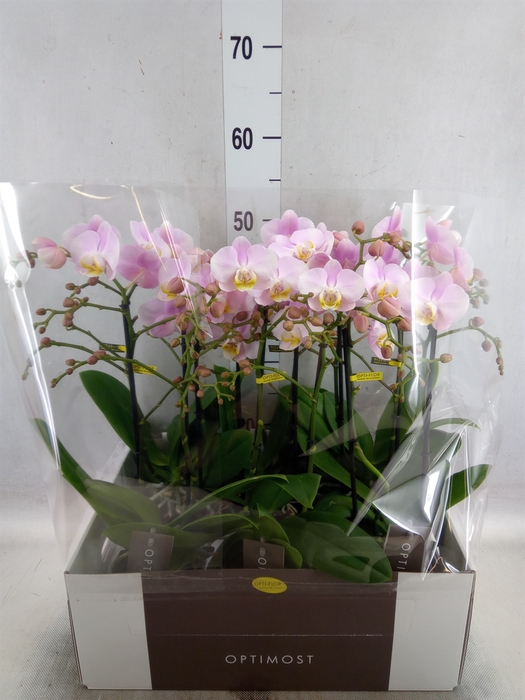 <h4>Phalaenopsis multi. 'FC Angel Eyes'</h4>