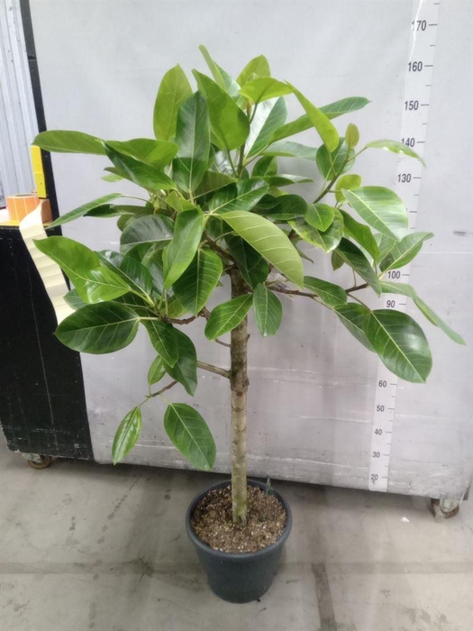 <h4>Ficus benghalensis</h4>