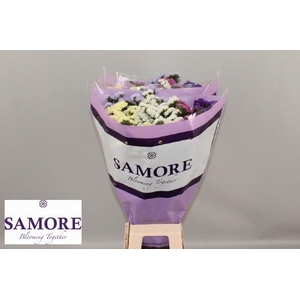 Limonium Statice Mix/Pack 5 Colors