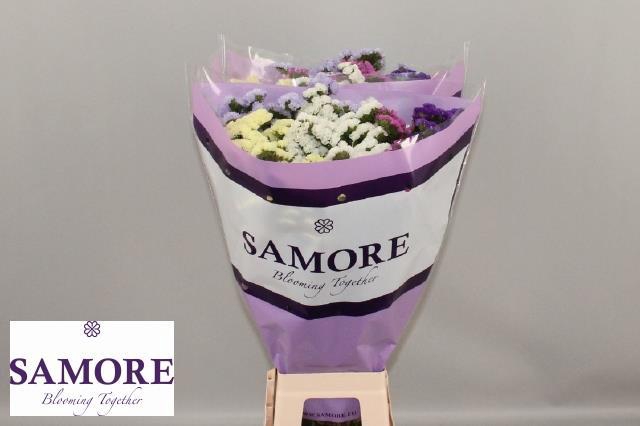 <h4>Limonium Statice Mix/Pack 5 Colors</h4>