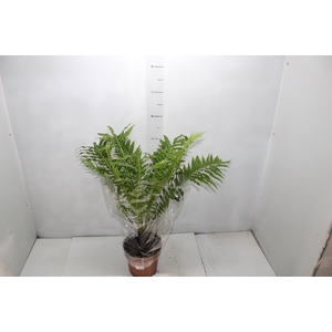 PHLEBODIUM AUREUM DAVANA C21