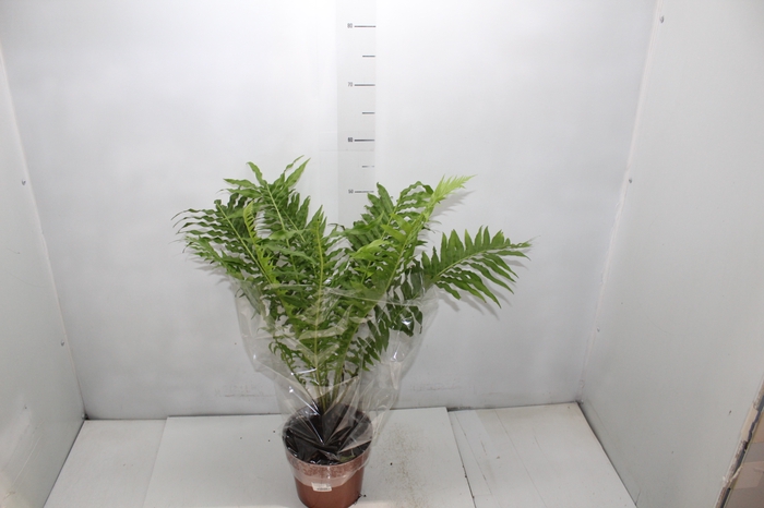 <h4>PHLEBODIUM AUREUM DAVANA C21</h4>